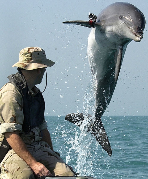 Dolphin Soldiers