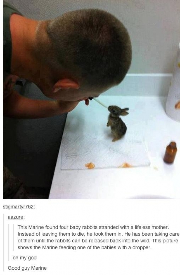 This Marine Found Baby Rabbits And What He Did Brings Tears To My Eyes
