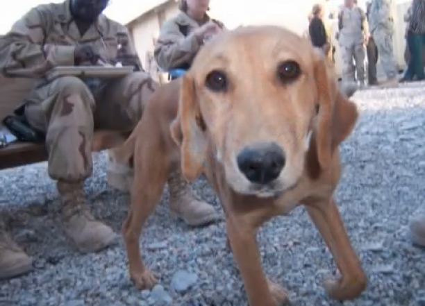 Saving Cinnamon - Afghanistan puppy rescue - True Story