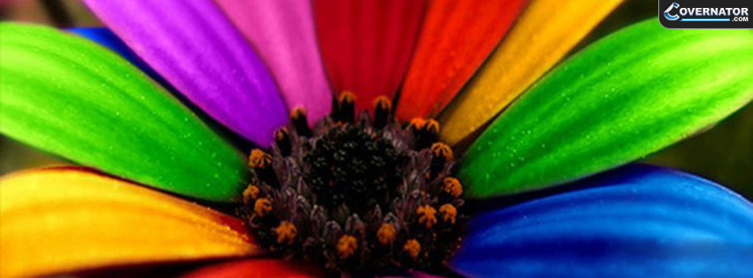 colorful flower Facebook cover